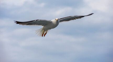 Canvas Print - A seagull flies in the sky with clouds.