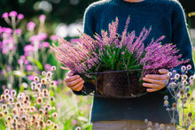 A Woman Holding A Basket Of Heather Plants.