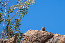 Hyrax Looking Down From A High Rock