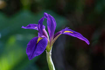 Southern blue flag flower