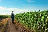 Fototapeta  - Caucasian calm male maize grower in overalls walks along corn field with tablet pc in his hands