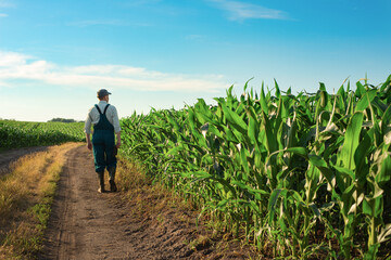 Caucasian calm male maize grower in overalls walks along corn field with tablet pc in his hands