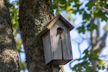 Wild Sparrow Chicks In A Birdhouse In Summer On A Tree