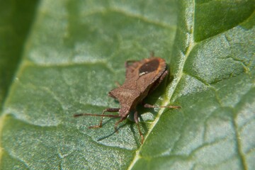 Wall Mural - bug on a green leaf