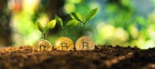 Bitcoin Growth, Bitcoin Coins On The Ground And Leaves Grow.