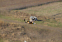 Side Profile Of A Long-legged Hawk (Buteo Rufinus) Flying With Wings Wide Open