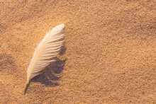 Single White Seagull Feather On Beach Sand