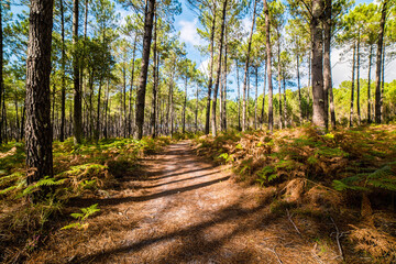 beautiful forest landscape in the south west of France