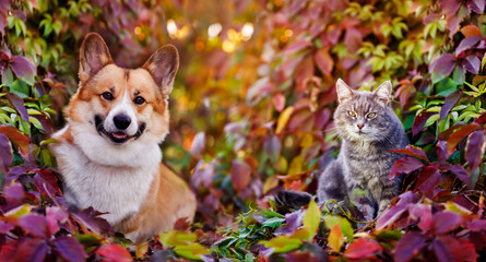 cute corgi dog and striped cat are sitting in the autumn garden among the bright multicolored leaves of grapes on a sunny day