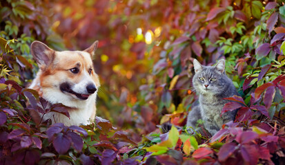 Wall Mural - cute corgi dog and striped cat are sitting in the autumn garden among the bright multicolored leaves of grapes on a sunny day