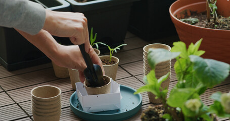 Canvas Print - Put small water spinach sprout into paper cup