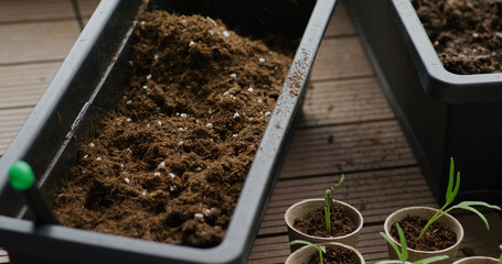 Canvas Print - Prepare soil for seedling at home garden