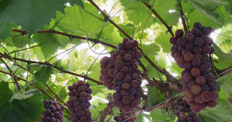 Wall Mural - Branch of ripe red grapes in farm