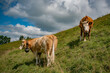© ALENA - Beautiful swiss cows. Alpine meadows. farm.