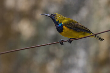 Wall Mural - view of a beautiful olive backed sunbird in nature