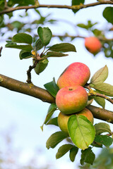 Wall Mural - Vertical close up of a branch with apples and leaves and white background