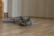 Szary kot brytyjski leżący na podłodze