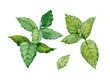 Watercolor clip art. Green Mentha leaves.