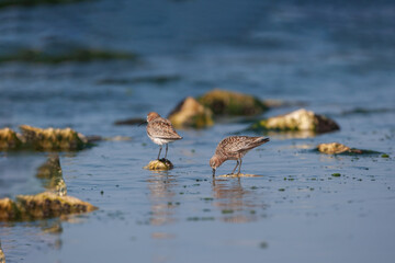 Poster - Curlew Sandpiper (Calidris ferruginea) feeding on the seashore