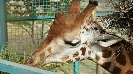 Wall Mural - A giraffe with a long neck eats grass. Animals in captivity at the zoo.