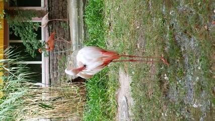 Wall Mural - The graceful pink Flamingo bird stands on its foot and cleans its plumage. Pink flamingo.
