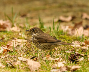 Wall Mural - song thrush (Turdus philomelos) searching for food on the ground