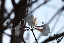 Tabebuia Roseoalba - Ipê-branco