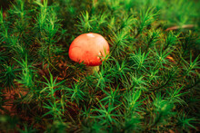 A Small Red Toadstool Among Green Moss.