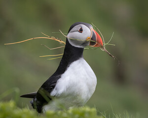 Wall Mural - closeup of puffin collecting nest material with a green background.