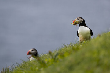 Wall Mural - two atlantic puffins perched on a grass covered cliff with blue sea in the background.
