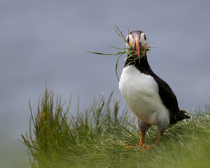 Wall Mural - atlantic puffin collecting nest material standing on grass with blue sea in the background.
