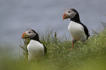 Wall Mural - two atlantic puffins perched on a grass covered cliff with grass in their beaks.