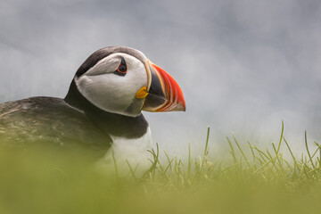 Wall Mural - headshot of an atlantic puffin lying down with blue sea in the background.