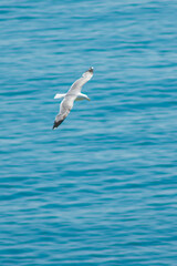 Wall Mural - a large white gull flies over the sea