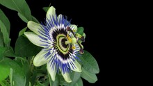 Time-lapse Of Opening Passiflora (Passion Flower) 3e4 In RGB   ALPHA Matte Format Isolated On Black Background
