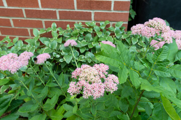 Hylotelephium Telephium flowers blooming in a garden at the end of summer