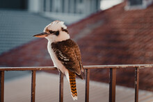 A Kookaburra Sitting On A Balcony Railing In The Afternoon Sun.