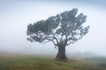 Wall Mural - Magical endemic laurel trees in Fanal laurisilva forest in Madeira, World Heritage Site by UNESCO in Portugal. Beautiful green summer woods with thick fog Rainforest in rainy day. Solitary trees.