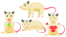 Set Abstract Collection Flat Cartoon 
Different Animal Opossum Sleep, Stand, Eating A Snail, Hugs The Heart Vector Design Style Elements Fauna Wildlife