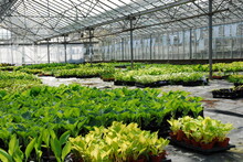 Greenhouse With Hosta Plants