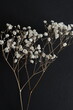 Dry gypsophila flowers branches close up on black  background. White Flowers background.Floral card. Poster