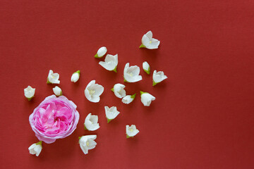 Wall Mural - Beautiful pink rose and white jasmine flowers on a red background. Flat lay with copy space for the wedding, birthday, party or other celebration.