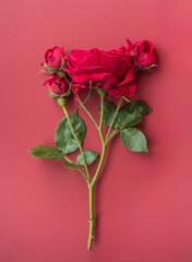 Poster - Beautiful flowers. Rose on a red background. The apartment lay with copy space for a wedding, birthday, party or other celebration.