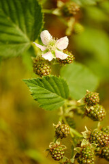 Wall Mural - young ripening blackberries on a branch. Future harvest.