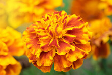 Marigold Flower (Calendula Officinalis) In Red And Yellow Colors On Green And Orange Soft Background