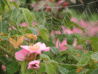 spider web with dew drops
