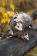 Virginia Opossum (Didelphis virginiana) and Joeys Look Out From Atop Log Autumn