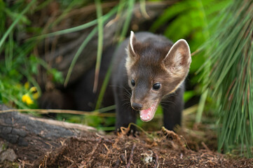 Wall Mural - american pine marten (martes americana) pops out of brush mouth open summer