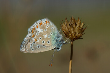 Wall Mural - Common blue