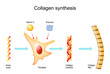 Collagen synthesis with fibroblast, Vitamin C and Enzymes